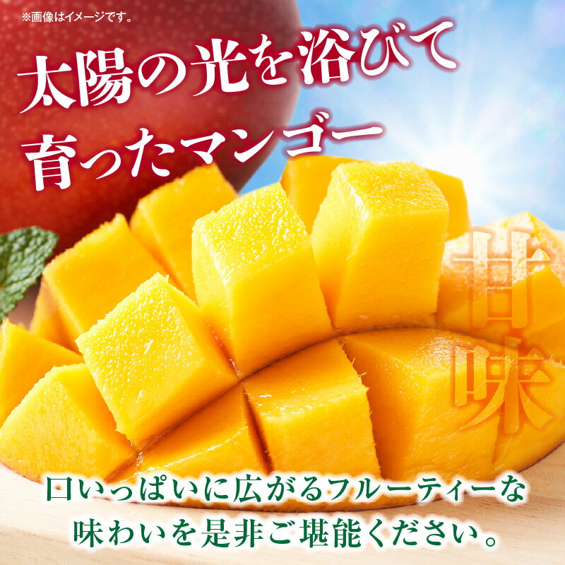 【ふるさと納税】《2026年発送 先行予約》【数量・期間限定】宮崎県産 訳あり完熟マンゴー 1.2kg 果物 フルーツ 果実 果肉 青果物 農産物 デザート スイーツ ご褒美 おすそ分け おすすめ グルメ お取り寄せ 家庭用 旬 季節 旬の果物 季節の果物 南国フルーツ 宮崎市 送料無料 サムネイル2