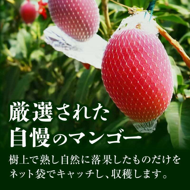【ふるさと納税】《2026年発送 先行予約》【数量・期間限定】宮崎県産完熟マンゴー 2L×2玉 果物 フルーツ 果実 果肉 青果物 農産物 デザート スイーツ ご褒美 おすそ分け 贈り物 ギフト おすすめ グルメ お取り寄せ 旬 季節 旬の果物 季節の果物 宮崎県 宮崎市 送料無料 サムネイル3