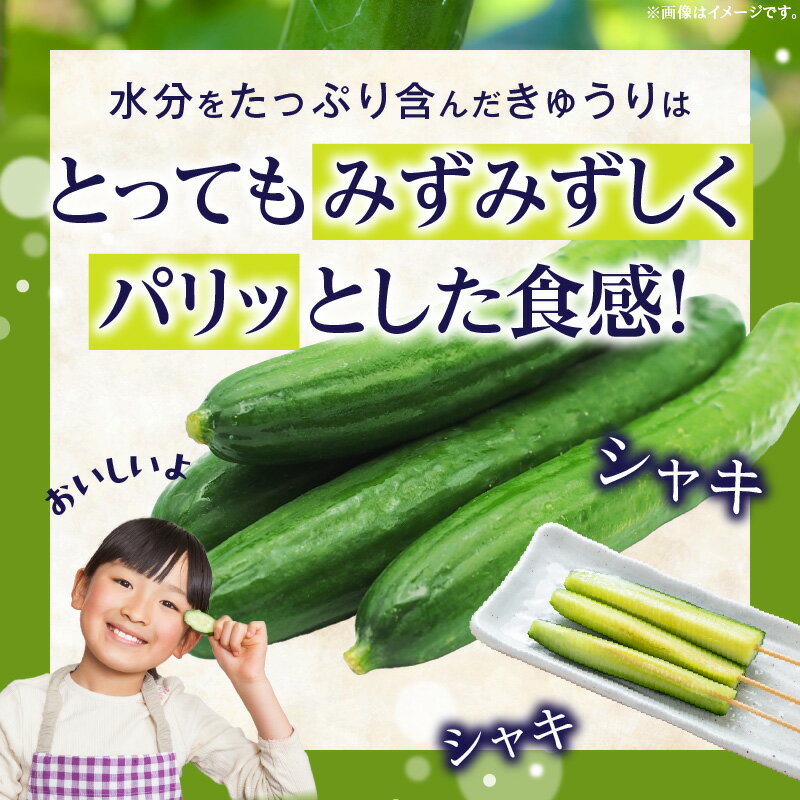 【ふるさと納税】てげうま きゅうり 5kg ひなたGAP 宮崎県産 野菜 生野菜 胡瓜 ウリ科 旬 新鮮 料理 アレンジ サラダ 漬物 酢の物 炒め物 きゅうりキムチ キムチ 冷やし中華 バンバンジー おつまみ つまみ おすそ分け 贈り物 ギフト 冷蔵 宮崎県 宮崎市 送料無料 - 画像3