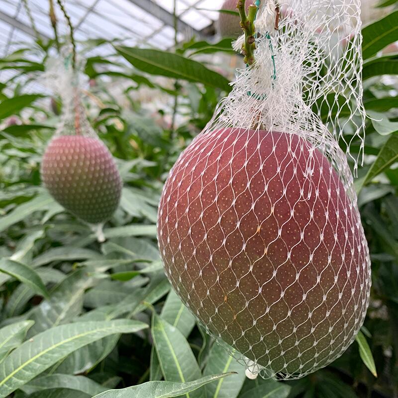 【ふるさと納税】《2026年発送先行予約》【選べる大きさ】【期間・数量限定】宮崎完熟マンゴー2玉 | 宮崎マンゴー 完熟マンゴー マンゴー フルーツ 果物 ギフト プレゼント 贈答 贈答用 贈り物 内祝い お祝い 化粧箱入り 化粧箱 おすすめ 人気 宮崎県 宮崎市 送料無料 | サムネイル3