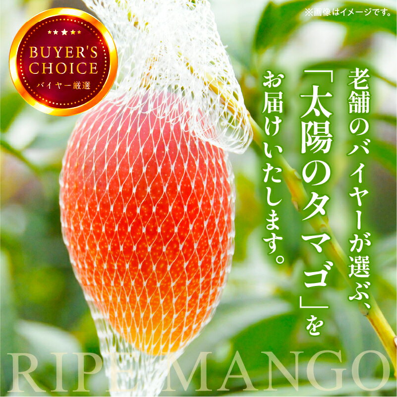 【ふるさと納税】《2026年発送 先行予約》【数量・期間限定】 太陽のタマゴ 2L 2玉 定期便 全3回 完熟 マンゴー 果物 フルーツ ブランド 旬 旬の果物 スイーツ デザート 青果物 贈り物 ギフト プレゼント 贈答 おすそ分け ご褒美 定期 南国フルーツ 宮崎 おすすめ 宮崎市 サムネイル3
