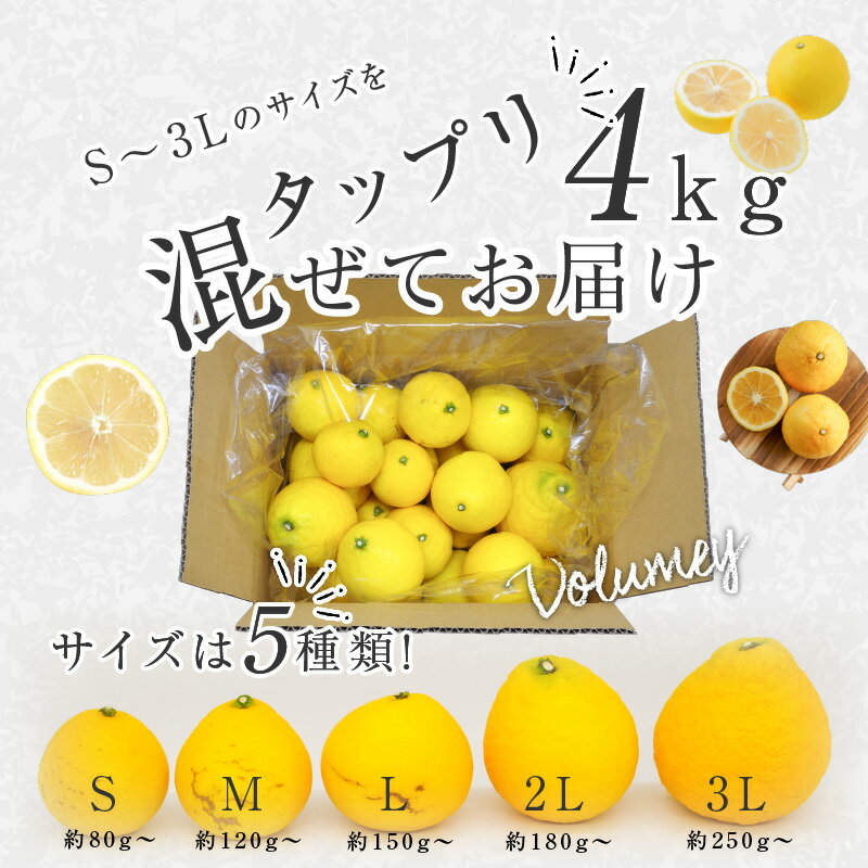 【ふるさと納税】《2026年発送》【数量・期間限定】【訳あり】ハウス種無し日向夏 家庭用(大～小混4kg) | みかん 訳ありみかん 蜜柑 柑橘 種無し フルーツ 訳あり 訳アリ 食品 果物 不揃い 大容量 お取り寄せ 予約 ご家庭用 | - 画像2