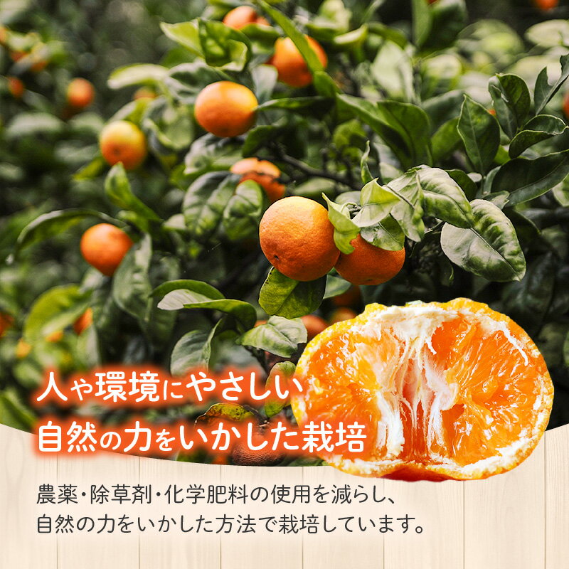 【ふるさと納税】 《2025年発送先行予約》【選べる内容量】【数量・期間限定】温州みかん(傷み補償分200g付き) 5kg 8kg みかん 果物 果実 果肉 果汁 フルーツ スイーツ デザート 青果 青果物 柑橘 柑橘類 おすすめ グルメ お取り寄せ ネイバーフッド 宮崎県 宮崎市 送料無料 サムネイル3