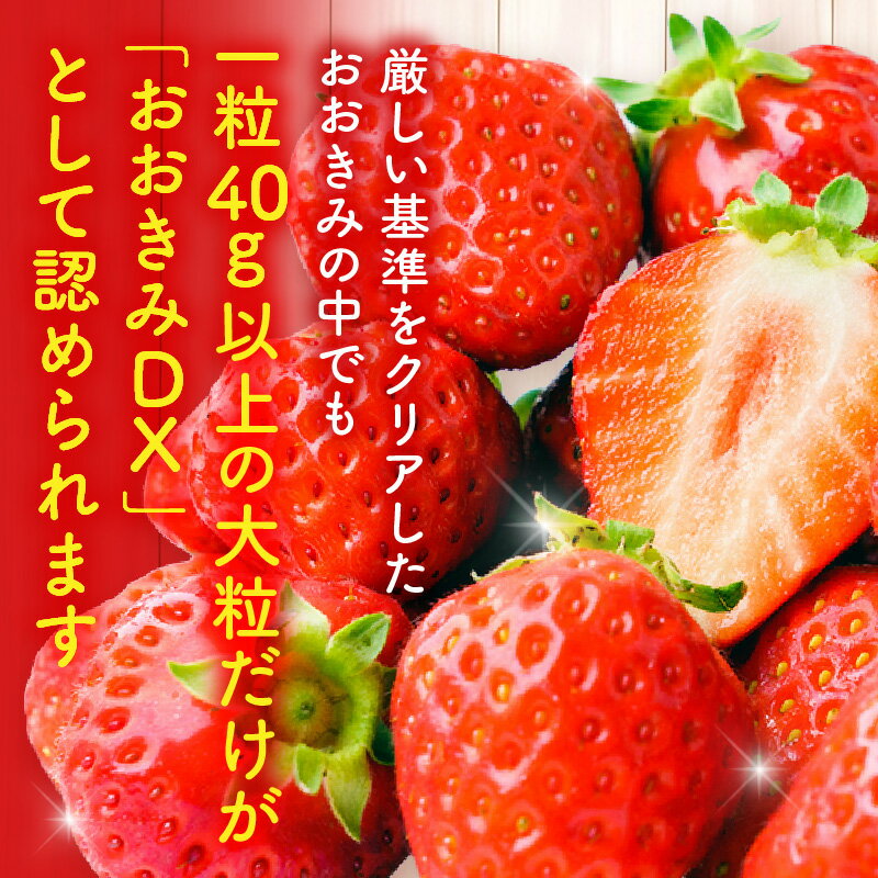 【ふるさと納税】【選べる内容量】《2026年発送 先行予約》【数量・期間限定】宮崎県産 イチゴ「おおきみDX」いちご ストロベリー 大きい 甘い 大粒 大粒いちご 高糖度 果物 フルーツ 果肉 スイーツ デザート 贈り物 贈答 プレゼント 国産 宮崎県産 グルメ 宮崎県 宮崎市 サムネイル3