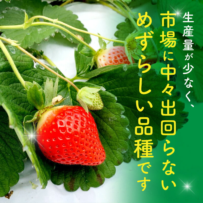 【ふるさと納税】【選べる内容量】《2026年発送 先行予約》【数量・期間限定】宮崎県産 イチゴ「おおきみDX」いちご ストロベリー 大きい 甘い 大粒 大粒いちご 高糖度 果物 フルーツ 果肉 スイーツ デザート 贈り物 贈答 プレゼント 国産 宮崎県産 グルメ 宮崎県 宮崎市 サムネイル2
