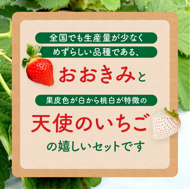 【ふるさと納税】【選べる内容量・大きさ】《2026年発送 先行予約》【数量・期間限定】宮崎県産 イチゴ 幸せの紅白いちごセット おおきみ&天使のいちご いちご ストロベリー 大きい 甘い 大粒 果物 フルーツ スイーツ デザート 贈り物 贈答 プレゼント グルメ 宮崎県 宮崎市 サムネイル2