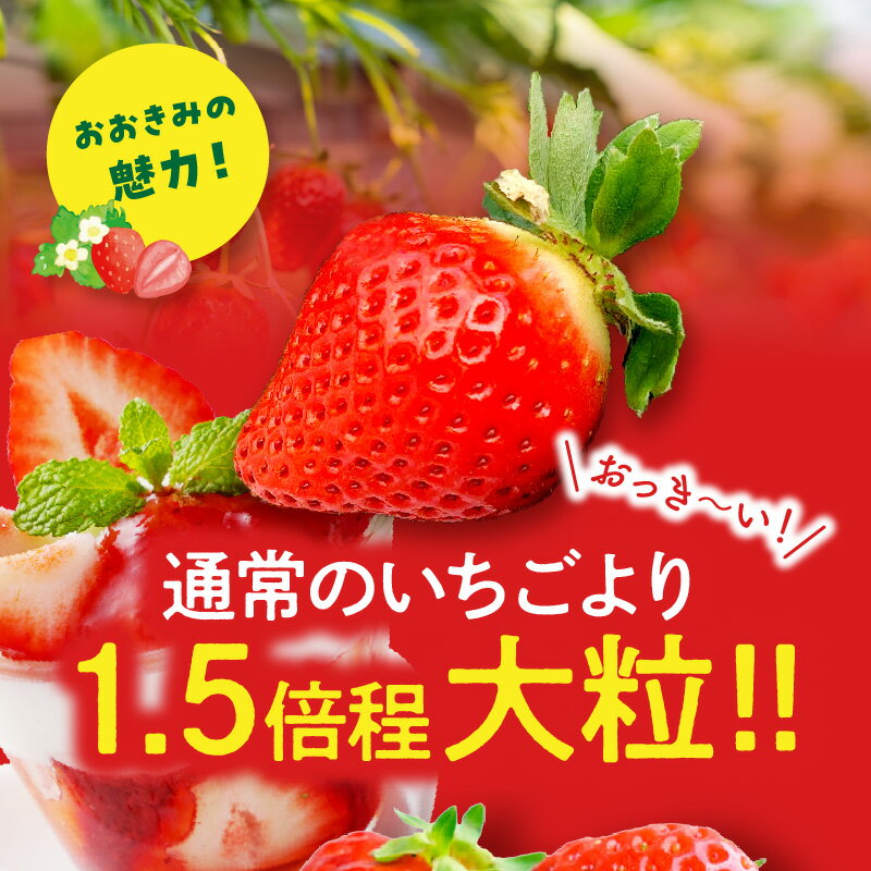 【ふるさと納税】【選べる内容量・大きさ】《2026年発送 先行予約》【数量・期間限定】宮崎県産 イチゴ 幸せの紅白いちごセット おおきみ&天使のいちご いちご ストロベリー 大きい 甘い 大粒 果物 フルーツ スイーツ デザート 贈り物 贈答 プレゼント グルメ 宮崎県 宮崎市 サムネイル3