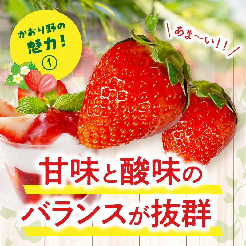 【ふるさと納税】【選べる内容量】《2026年発送 先行予約》【数量・期間限定】宮崎県産イチゴ「かおり野」いちご ストロベリー 果物 フルーツ 果肉 スイーツ デザート 贈り物 贈答 プレゼント 記念日 国産 宮崎県産 グルメ お取り寄せ 宮崎県 宮崎市 送料無料 サムネイル3