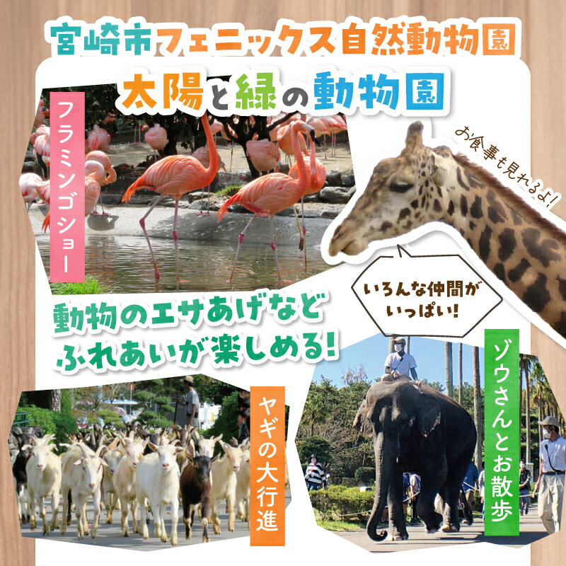 【ふるさと納税】【選べる】宮崎市フェニックス自然動物園＆フローランテ宮崎共通年間パスポート 動物園 動物とふれあい フラミンゴ ショー ゾウ ヤギ 餌やり 体験 花 フラワー 植物 植物観賞 フラワーガーデン 施設利用券 施設券 利用券 チケット 宮崎県 宮崎市 送料無料 サムネイル3