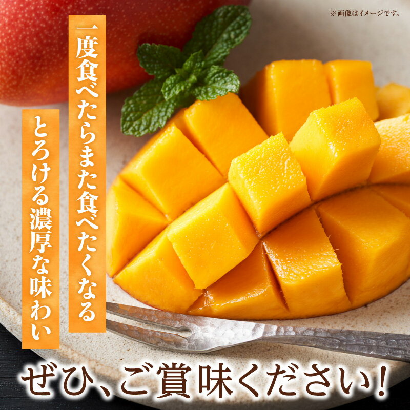 【ふるさと納税】《2026年発送 先行予約》【数量・期間限定】3回定期便 3L2玉完熟マンゴーコース マンゴー 完熟マンゴー 完熟 定期便 果物 フルーツ 贈り物 ギフト プレゼント 贈答 おすそ分け おもてなし グルメ お取り寄せ お取り寄せグルメ おすすめ 宮崎県 宮崎市 サムネイル3