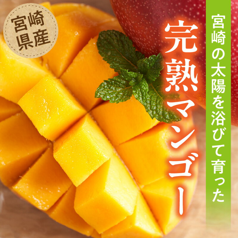 【ふるさと納税】【選べる大きさ・個数】《2026年発送先行予約》【数量・期間限定】宮崎県産完熟マンゴー 果物 フルーツ 完熟マンゴー マンゴー 宮崎県産 国産 青果 青果物 旬 季節 贈答 贈り物 ギフト プレゼント グルメ お取り寄せ おすすめ 人気 宮崎県 宮崎市 送料無料 サムネイル2