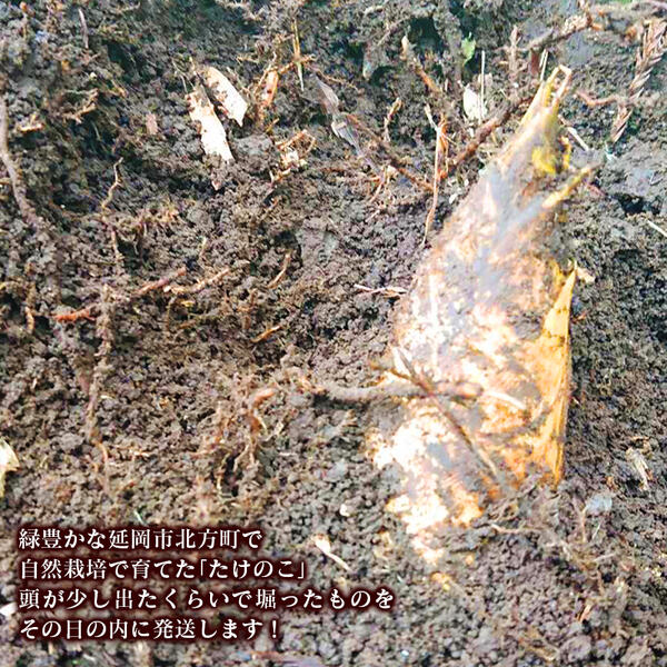 【ふるさと納税】先行予約 延岡市北方産たけのこ 4kg アク抜き用ぬか付 約100g 2026年3月下旬発送開始 たけのこ 新鮮 皮付き 土付き 堀たて その日の内に発送 美味しい 料理に 食品 お取り寄せ 送料無料 - 画像2