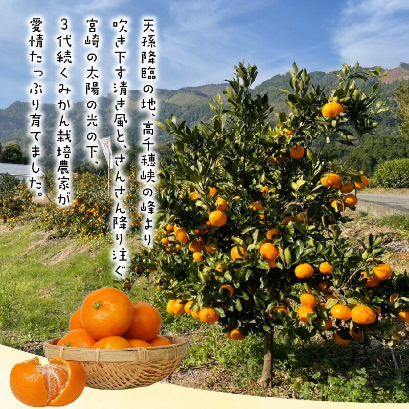【ふるさと納税】期間限定 数量限定 青島 みかん 10kg フルーツ 果物 マリちゃん農園 マリみかん 酸味 甘さ 天孫降臨の地 高千穂 愛情たっぷり 手摘み 箱詰め 九州 宮崎県 延岡市 お取り寄せ 送料無料 サムネイル2