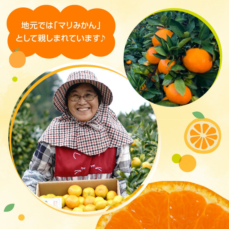 【ふるさと納税】期間限定 数量限定 青島 みかん 10kg フルーツ 果物 マリちゃん農園 マリみかん 酸味 甘さ 天孫降臨の地 高千穂 愛情たっぷり 手摘み 箱詰め 九州 宮崎県 延岡市 お取り寄せ 送料無料 サムネイル3