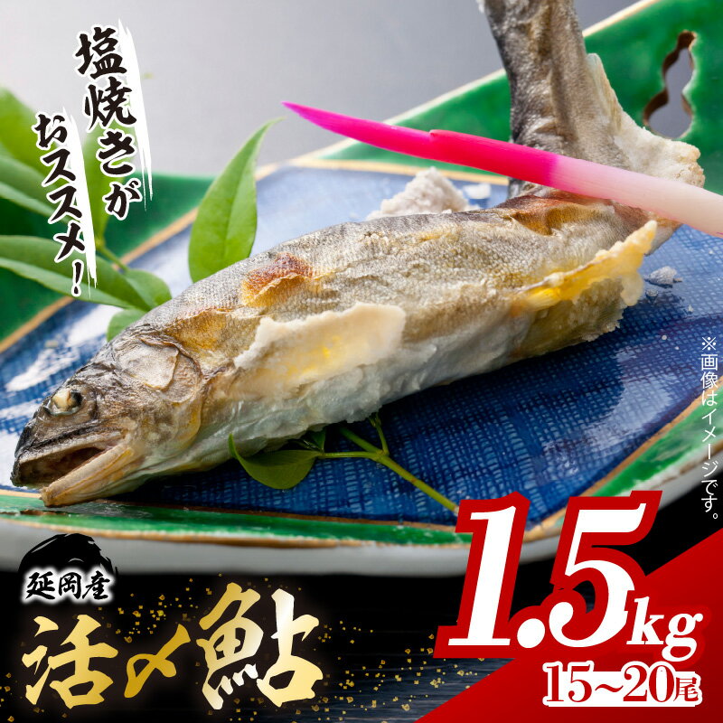 【先行予約】2026年5月より順次発送 高評価★4.86 活〆 鮎 1.5kg 15尾 〜 20尾 入り 海産物 国産 延岡産 冷凍 1袋ずつ 小分け 個包装 レシピ付き 塩焼き 鮎めし 雑炊 松本水産 お中元 お歳暮 贈答用 お取り寄せ お取り寄せグルメ 宮崎県 延岡市 送料無料