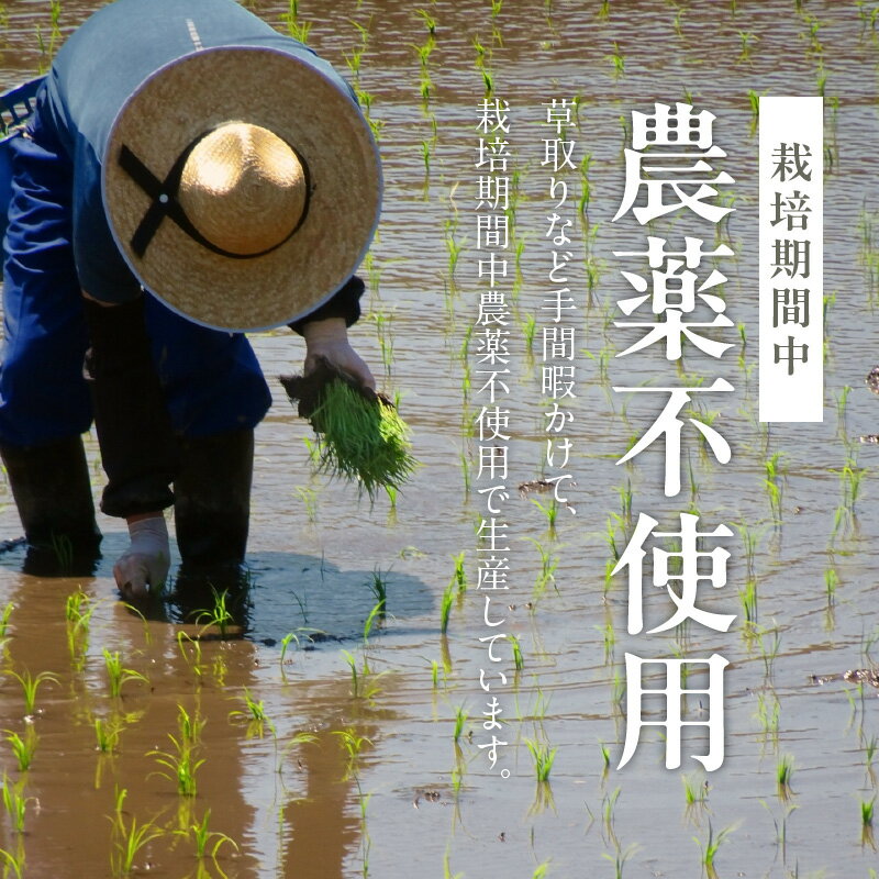 【ふるさと納税】米 くろ米 500g 玄米 自家生産 栽培期間中 農薬 不使用 レターパック配送 自社生産 食品 食べ物 ご飯 おにぎり おむすび お米 お弁当 お米 瀧本農産 お取り寄せ 宮崎県 延岡市 送料無料 - 画像3