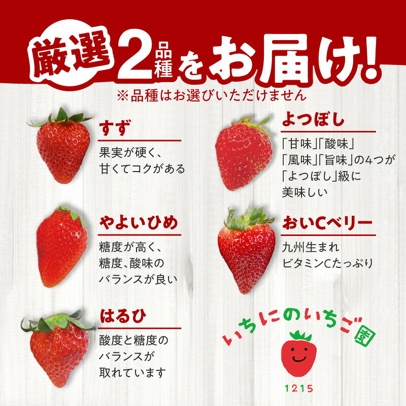 【ふるさと納税】2026年1月から発送開始 いちご 生いちご 厳選 2品種 食べ比べ セット 果物 いちにのいちご園 1箱 フルーツ お取り寄せ お取り寄せフルーツ 手土産 プレゼント 送料無料 食品 宮崎県 延岡市 サムネイル2