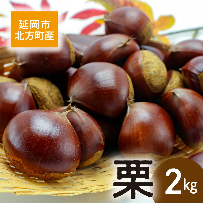 先行予約 北方町産 栗 2kg 2026年8月下旬より発送開始 素材の味 大きい 秋の味覚 栗ご飯 おこわ 焼き栗 栗きんとん 渋皮煮 スイーツ 甘露煮 果物 冷蔵 宮崎県 延岡市 お取り寄せ お取り寄せグルメ 送料無料