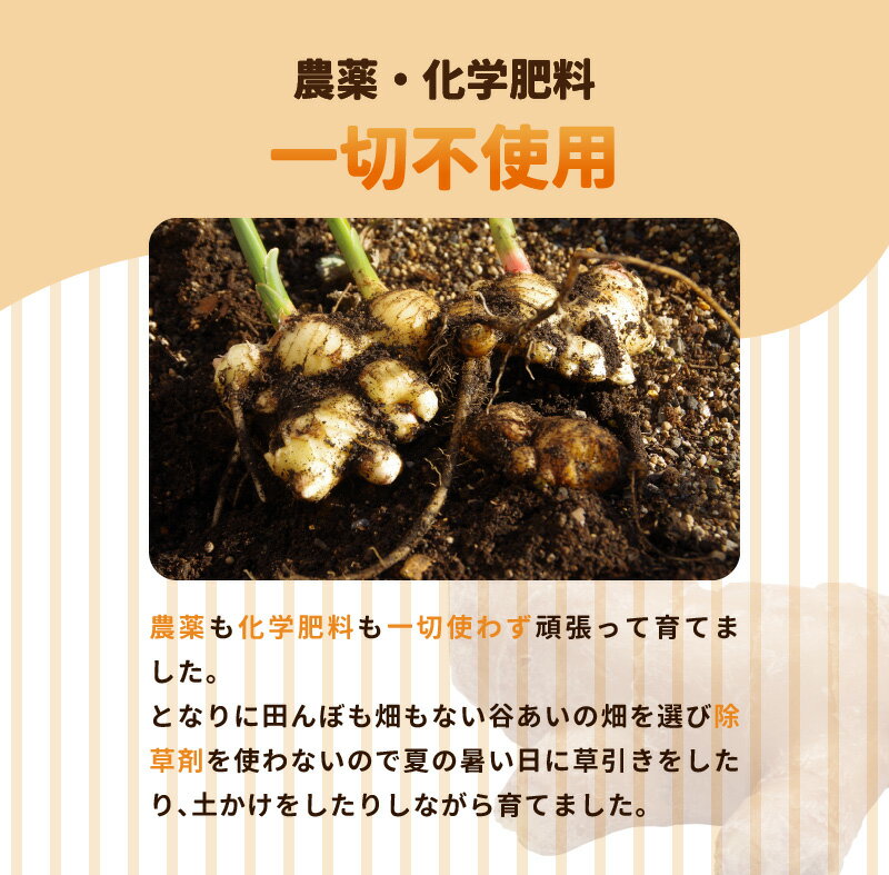 【ふるさと納税】宮崎県産 しょうが粉末 20g 自家栽培 栽培期間中農薬不使用 体を温める効果 免疫力 普段の料理にかかせない しょうが焼き 魚料理 ぎょうざ 紅茶 料理 便利 しょうが 粉末 国産 宮崎県 延岡市 お取り寄せ 送料無料 サムネイル3