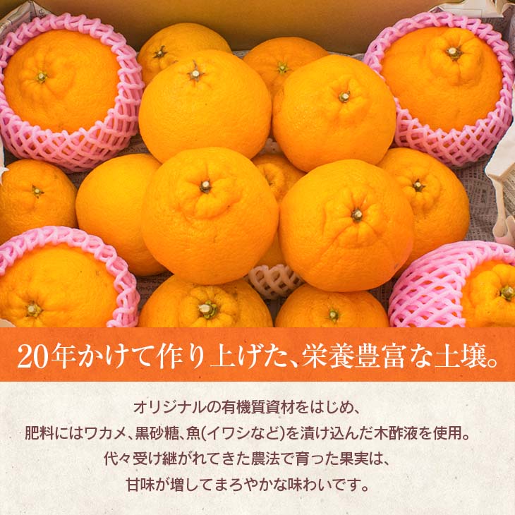 【ふるさと納税】先行予約 訳あり 海藻木酢 不知火 計7kg以上 傷み補償分付き 期間限定 数量限定 フルーツ 果物 くだもの 柑橘 みかん 訳アリ 国産 食品 デザート おやつ おすそ分け おすすめ ご家庭用 ご自宅用 B品 傷 マーマレード 産地直送 宮崎県 日南市 送料無料 サムネイル2