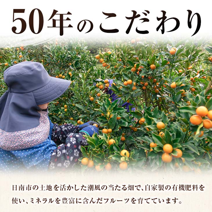 【ふるさと納税】ひなたきんかん 計3kg以上 傷み補償分付き 数量限定 期間限定 フルーツ 果物 柑橘 金柑 みかん 人気 おすすめ おすそ分け お土産 プレゼント お取り寄せ グルメ 国産 食品 デザート スイーツ おやつ ブランド 特産品 産地直送 宮崎県 日南市 送料無料 サムネイル3