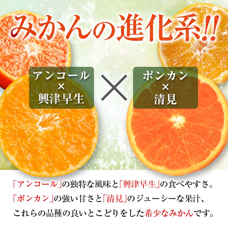 【ふるさと納税】≪内容量が選べる≫ 年内お届け 先行予約 訳あり 西南のひかり 希少 期間限定 数量限定 みかん オレンジ フルーツ 果物 くだもの 柑橘 国産 食品 デザート おやつ みかんジュース おすそ分け 家庭用 自宅用 おすすめ 5kg 10kg 宮崎県 日南市 送料無料 サムネイル2