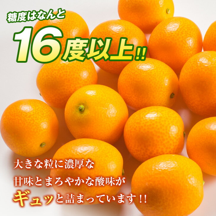 【ふるさと納税】糖度16度以上 数量限定 完熟 きんかん たまたま 計1kg以上 傷み補償分付き 宮崎 期間限定 フルーツ 果物 くだもの ブランド 金柑 柑橘 令和8年発送 化粧箱入り 国産 食品 人気 おすすめ ギフト 贈り物 贈答 ご褒美 お祝い おすそ分け 日南市 送料無料 サムネイル2