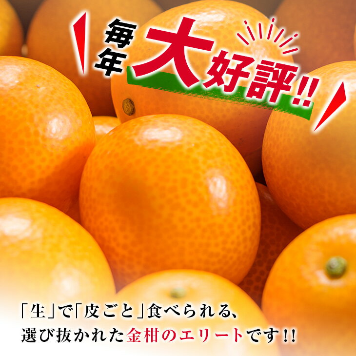 【ふるさと納税】糖度16度以上 数量限定 完熟 きんかん たまたま 計1kg以上 傷み補償分付き 宮崎 期間限定 フルーツ 果物 くだもの ブランド 金柑 柑橘 令和8年発送 化粧箱入り 国産 食品 人気 おすすめ ギフト 贈り物 贈答 ご褒美 お祝い おすそ分け 日南市 送料無料 サムネイル3