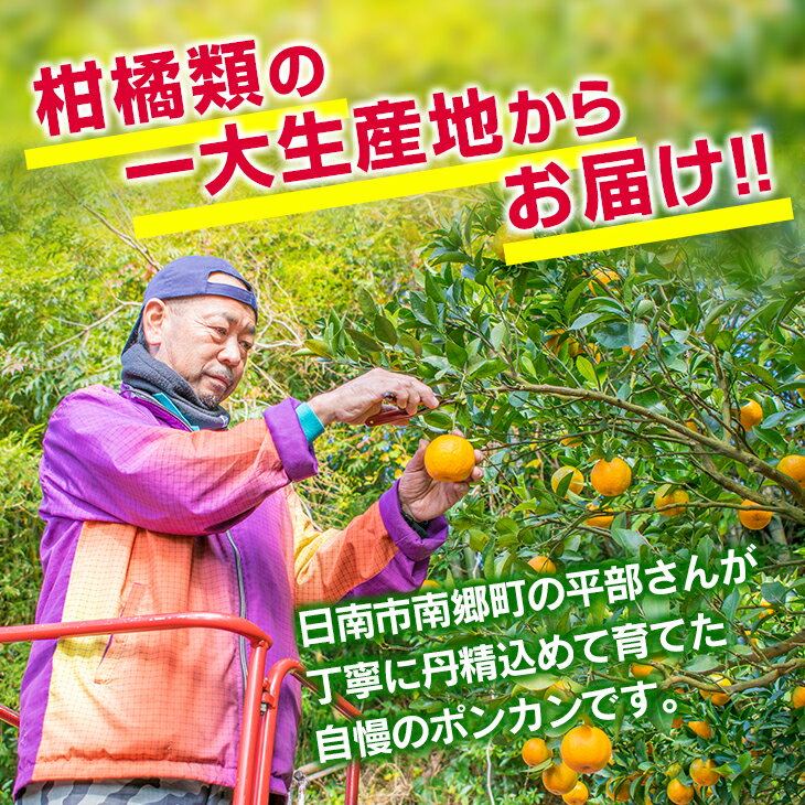 【ふるさと納税】訳あり 平部さんちのポンカン 計7kg以上 先行予約 期間限定 数量限定 フルーツ 果物 くだもの 柑橘 みかん 蜜柑 わけあり 国産 食品 おやつ デザート みかんジュース フルーツサンド おすすめ ご家庭用 おすそ分け 産地直送 宮崎県 日南市 送料無料 サムネイル2