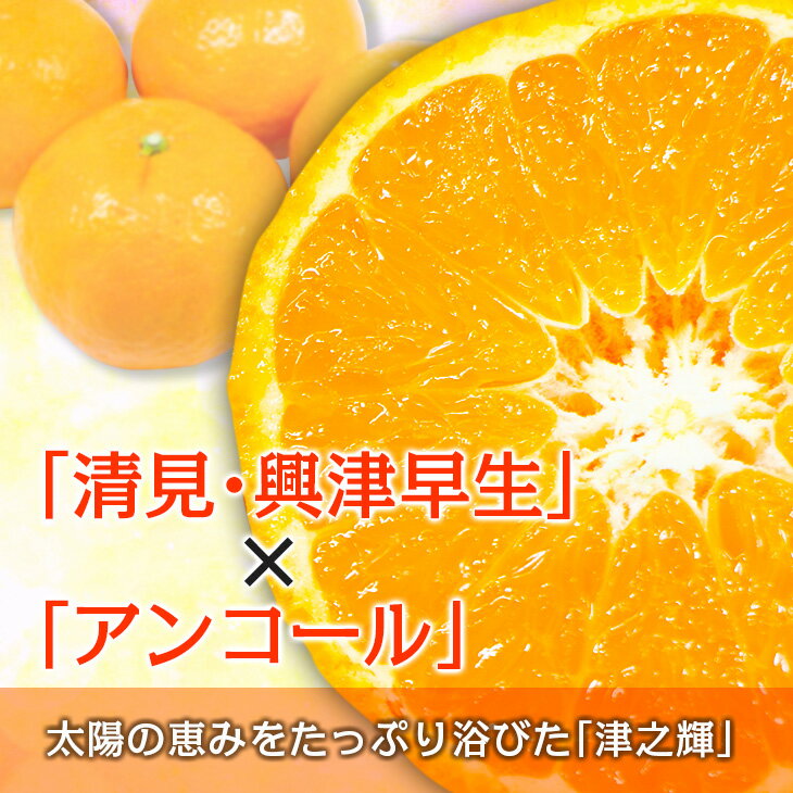 【ふるさと納税】≪内容量が選べる≫ 先行予約 津之輝 つのかがやき 希少 期間限定 数量限定 フルーツ 果物 くだもの 柑橘 みかん 令和8年発送 国産 食品 おすすめ デザート おやつ みかんジュース フルーツサンド ギフト 贈り物 贈答 おすそ分け 宮崎県 日南市 送料無料 サムネイル3