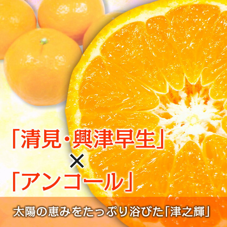 【ふるさと納税】≪内容量が選べる≫ 先行予約 訳あり 津之輝 つのかがやき 希少 期間限定 数量限定 フルーツ 果物 くだもの 柑橘 みかん 令和8年発送 国産 食品 おすすめ デザート おやつ みかんジュース フルーツサンド ご家庭用 おすそ分け 宮崎県 日南市 送料無料 サムネイル3