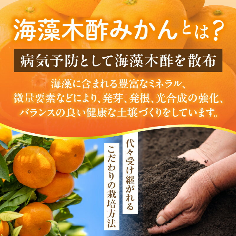 【ふるさと納税】訳あり 数量限定 海藻木酢みかん 計5kg以上 傷み補償分付き フルーツ 果物 くだもの 柑橘 みかん 国産 期間限定 食品 家庭用 自宅用 B品 わけあり オレンジ デザート おやつ おすすめ おすそ分け ご褒美 お取り寄せ グルメ 産地直送 宮崎県 日南市 送料無料 サムネイル3