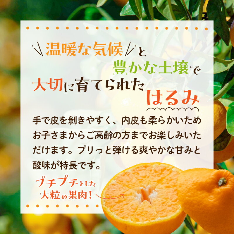 【ふるさと納税】先行予約 訳あり はるみ 計3.8kg以上 傷み補償分入り 令和8年発送 期間限定 数量限定 フルーツ 果物 くだもの 柑橘 みかん オレンジ 国産 食品 デザート ジュース おやつ 希少 家庭用 不揃い 傷 規格外 訳アリ おすすめ おすそ分け 宮崎県 日南市 送料無料 サムネイル2