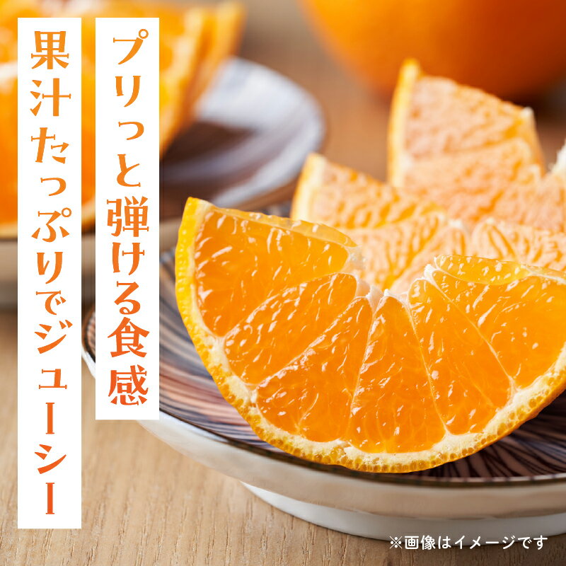【ふるさと納税】先行予約 訳あり はるみ 計3.8kg以上 傷み補償分入り 令和8年発送 期間限定 数量限定 フルーツ 果物 くだもの 柑橘 みかん オレンジ 国産 食品 デザート ジュース おやつ 希少 家庭用 不揃い 傷 規格外 訳アリ おすすめ おすそ分け 宮崎県 日南市 送料無料 サムネイル3