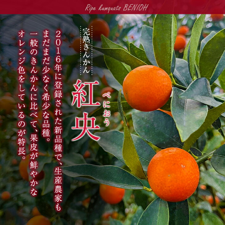 【ふるさと納税】先行予約 訳あり 完熟 きんかん 紅央 計3kg以上 傷み補償分付き 数量限定 期間限定 訳アリ フルーツ 果物 くだもの 柑橘 金柑 おすすめ おすそ分け 国産 食品 デザート ブランド 希少 ご家庭用 ご自宅用 お取り寄せ 特産品 産地直送 宮崎県 日南市 送料無料 サムネイル2