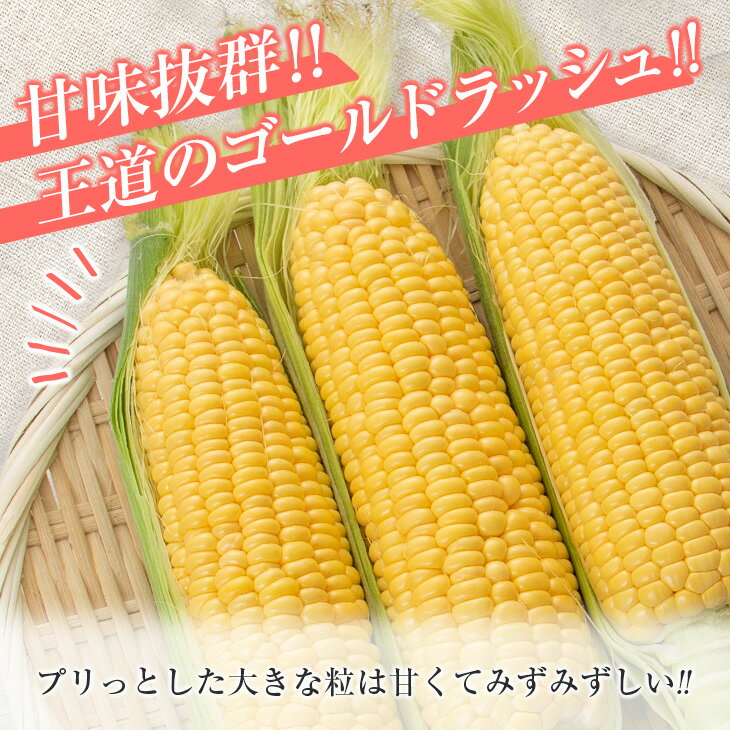【ふるさと納税】先行予約 スイートコーン ゴールドラッシュ 計4.5kg 数量限定 期間限定 野菜 とうもろこし トウモロコシ とうきび コーン 令和8年発送 国産 朝どれ 産地直送 新鮮 バーベキュー BBQ 焼肉 食品 デザート おやつ おすそ分け おすすめ 宮崎県 日南市 送料無料 - 画像2