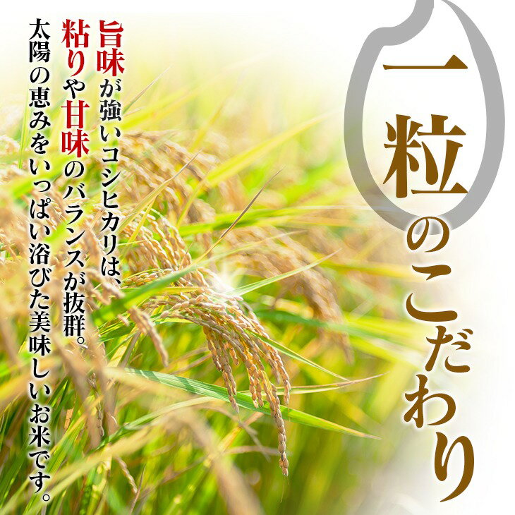 【ふるさと納税】2週間以内に発送 ≪内容量が選べる≫ 早場米 令和7年産 コシヒカリ 米 期間限定 日南市産 お米 ご飯 ライス 国産 人気 食品 精米 白米 5kg 10kg 20kg おすすめ おにぎり お弁当 炊き込みご飯 雑炊 ギフト 贈り物 産地直送 宮崎県 日南市 送料無料 - 画像2