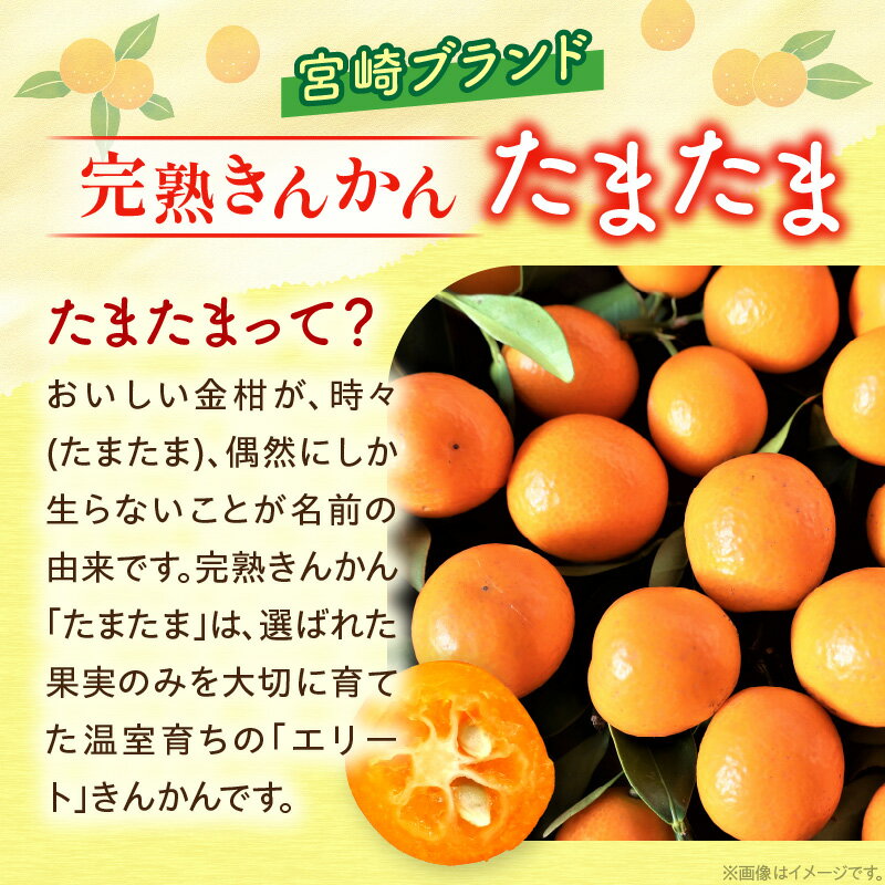 【ふるさと納税】≪内容量が選べる≫ 先行予約 完熟きんかん たまたま 3kg箱入り 希少 期間限定 数量限定 フルーツ 果物 くだもの 柑橘 金柑 国産 食品 大粒 宮崎ブランド おすすめ デザート おやつ ギフト 贈り物 贈答 お返し お祝い おすそ分け 産地直送 日南市 送料無料 サムネイル2