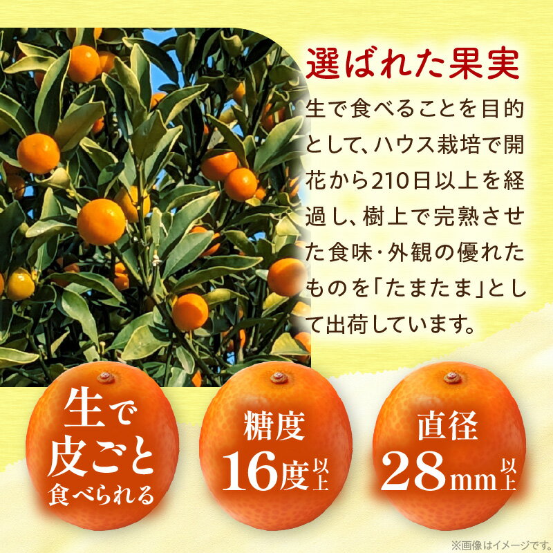 【ふるさと納税】≪内容量が選べる≫ 先行予約 完熟きんかん たまたま 3kg箱入り 希少 期間限定 数量限定 フルーツ 果物 くだもの 柑橘 金柑 国産 食品 大粒 宮崎ブランド おすすめ デザート おやつ ギフト 贈り物 贈答 お返し お祝い おすそ分け 産地直送 日南市 送料無料 サムネイル3