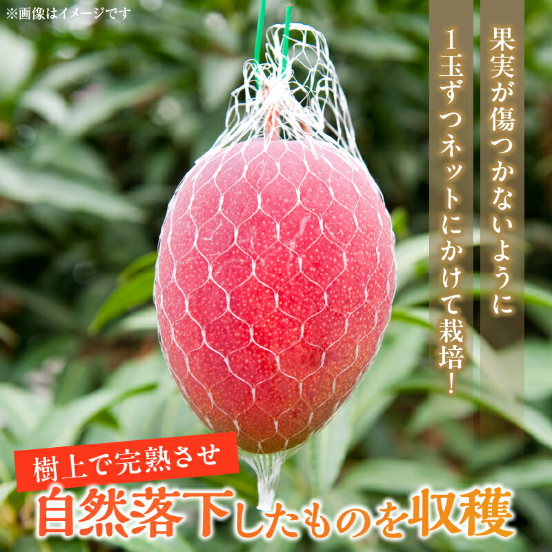 【ふるさと納税】≪内容量が選べる≫ 数量限定 宮崎県産 完熟マンゴー 1玉～3玉 期間限定 フルーツ スイーツ 果物 くだもの 2026年 令和8年発送分 食品 デザート 国産 産地直送 人気 おすすめ おやつ 高級 ご褒美 贅沢 贈り物 ギフト プレゼント 宮崎県 日南市 送料無料 サムネイル3