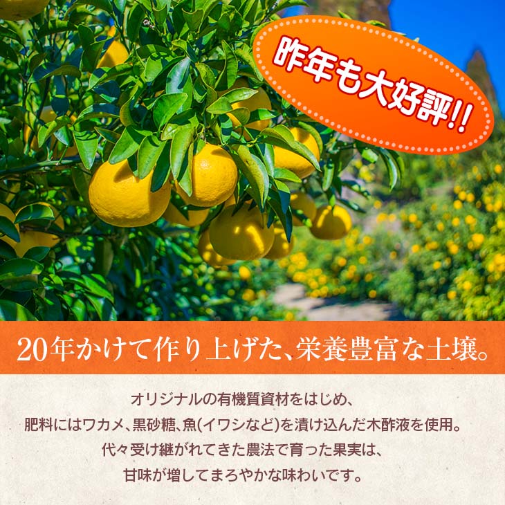 【ふるさと納税】先行予約 訳あり 海藻木酢 日向夏 小夏 計8kg以上 傷み補償分付き 期間限定 数量限定 フルーツ 果物 くだもの 柑橘 みかん 訳アリ 国産 食品 デザート おやつ おすそ分け おすすめ ご家庭用 ご自宅用 B品 傷 マーマレード 産地直送 宮崎県 日南市 送料無料 サムネイル2