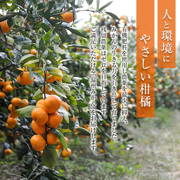 【ふるさと納税】ネイバーフッド 温州みかん 計5kg以上 傷み補償分付き 期間限定 数量限定 フルーツ 果物 くだもの ミカン 柑橘 オレンジ 人気 国産 食品 デザート おやつ おすすめ 産地直送 おすそ分け ギフト 贈り物 特産品 宮崎県 日南市 送料無料 サムネイル2