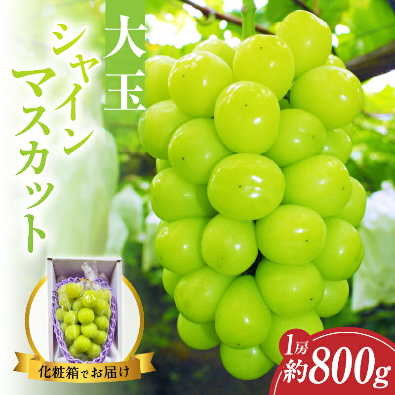 【先行予約】シャインマスカット 800g 数量限定 先行受付 厳選 大玉 フルーツ 果物 ぶどう 2026年発送