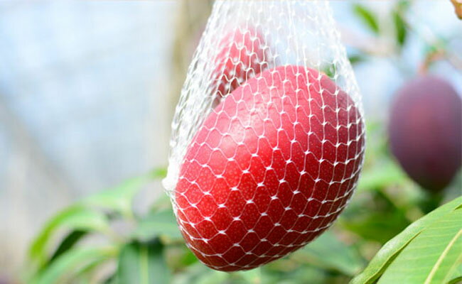 【ふるさと納税】【2026年発送】マンゴー 太陽のタマゴ 2L×3玉 1kg 糖度15度以上 完熟 数量限定 先行予約 厳選 大玉 フルーツ 宮崎 サムネイル3