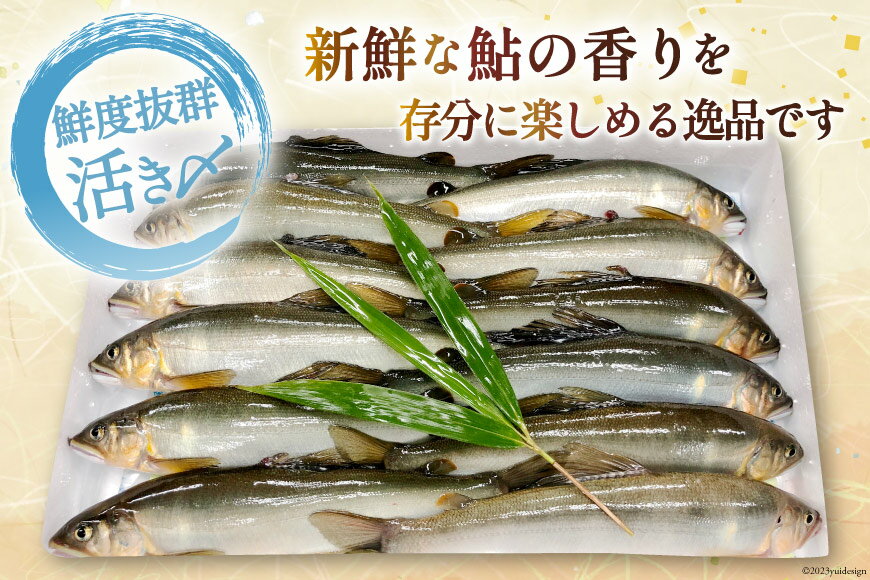 【ふるさと納税】 鮎 冷凍 こだわりの鮎 約1kg [あゆの是則 宮崎県 日向市 452060794] あゆ アユ 魚 魚介 川魚 塩焼き 甘露煮 冷凍 サムネイル3