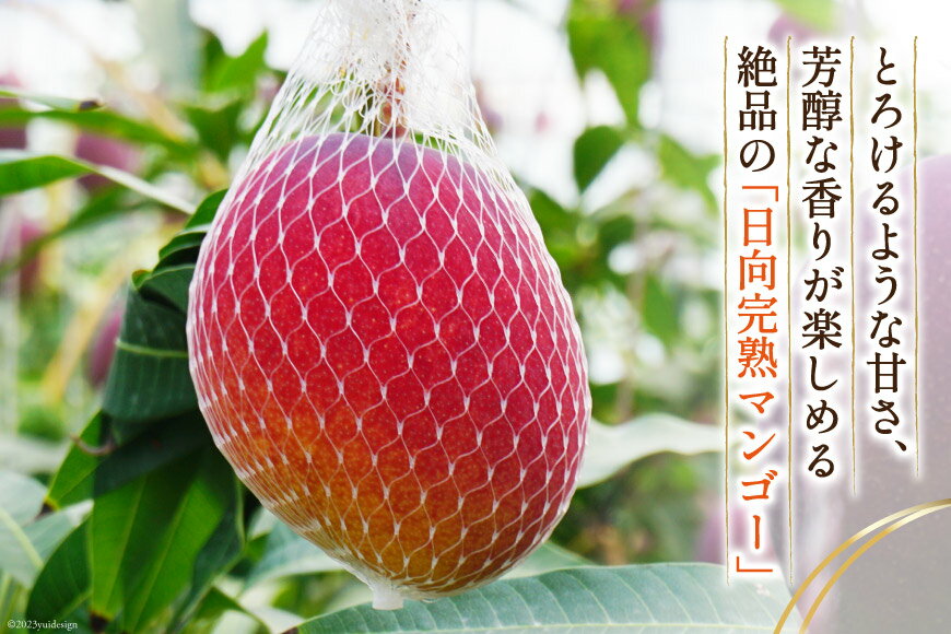 【ふるさと納税】【2026年夏発送】 宮崎 完熟 マンゴー 秀品 A品 4L×2玉 化粧箱入り [宮崎県農業協同組合日向地区本部（販売課） 宮崎県 日向市 452061561] 果物 フルーツ 完熟マンゴー 甘い 日向 化粧箱 期間限定 冷蔵 サムネイル3