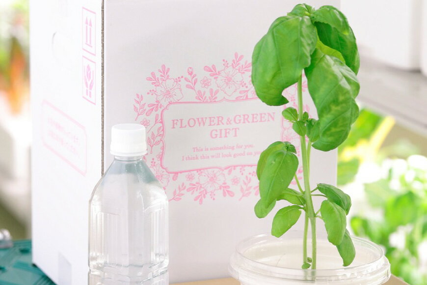 【ふるさと納税】 野菜 いまどれ野菜「テーブル菜園」おまかせ2個セット [SPミヤザキ 宮崎県 日向市 452060980] 栽培キット 水耕栽培 ポット キット 室内 家庭菜園 新鮮 - 画像2