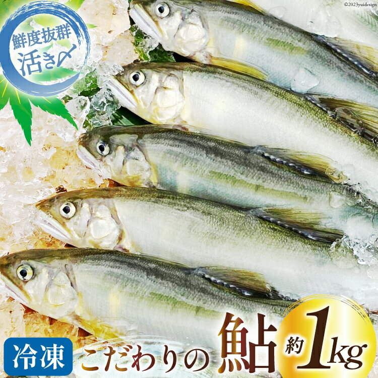 鮎 冷凍 こだわりの鮎 約1kg [あゆの是則 宮崎県 日向市 452060794] あゆ アユ 魚 魚介 川魚 塩焼き 甘露煮 冷凍