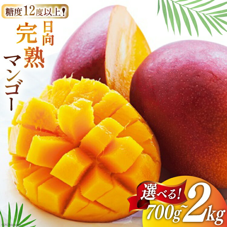 【2026年夏発送】 訳あり マンゴー 宮崎 完熟 糖度12〜14度 選べる 700g〜2kg [宮崎県農業協同組合日向地区本部（販売課） 宮崎県 日向市 452060660] 果物 フルーツ 規格外 家庭用 完熟マンゴー 甘い 日向 期間限定 冷蔵