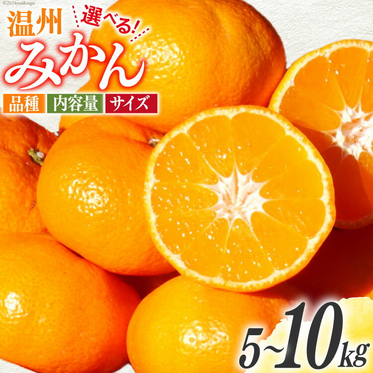 【期間限定発送】 みかん 温州みかん 選べる 品種 内容量 5kg or 10kg 青島晩生 田口早生 [黒田農園 宮崎県 日向市 452061145] 果物 フルーツ ミカン 蜜柑 柑橘 贈答用